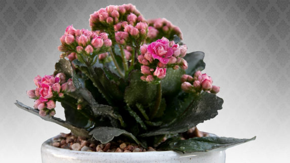 La Kalanchoe: Poca Cura Gran Risultati!