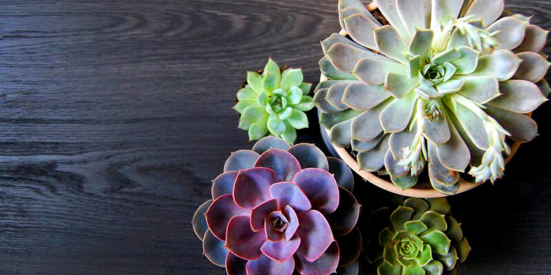 Overview of Echeveria 1 6d1004420d434ae2b65db65cdd3525d2.jpg 21