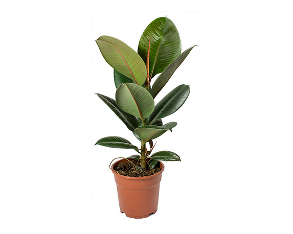 ficus elastica robusta rubber plant 551185736