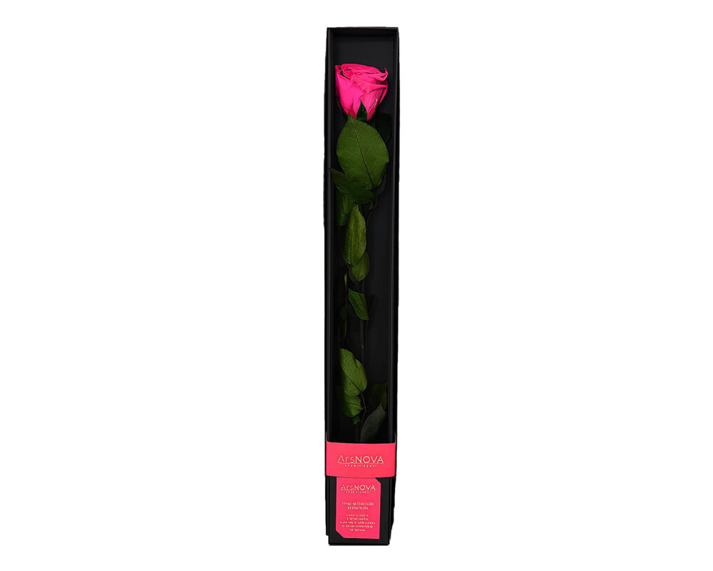 10039367 ROSA BACCARA PROFUMATA GAMBO D6 H50 SCATOLA NERA COLORE FUCSIA GIRB50 45F 0022 Livello 6