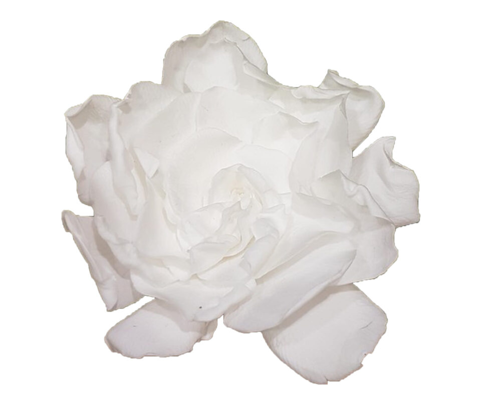 10039387 GARDENIA WHITE FIORI GAR 1000 0002 Livello 18