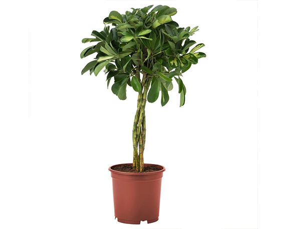 Ficus Moclame