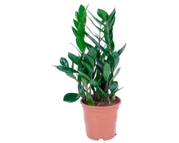 Zamioculcas Nana