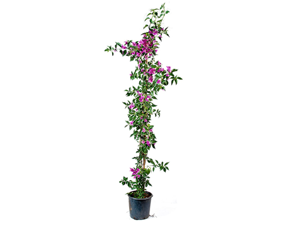 Terrario Sveva - FloralGarden