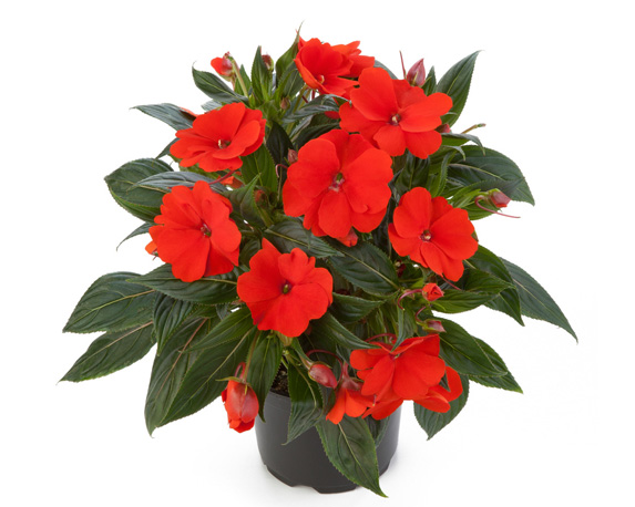 Impatiens