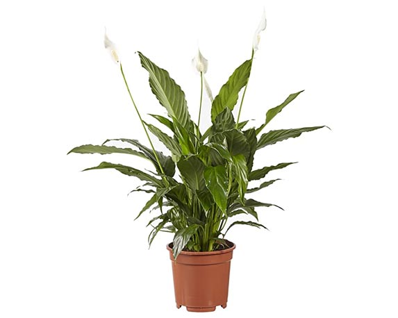 Spathiphyllum Vivaldi