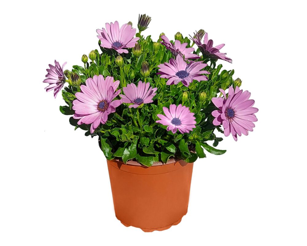 Dimorphoteca osteospermum