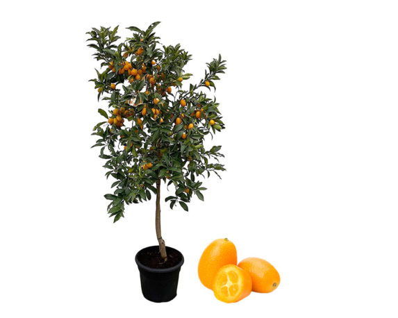 Kumquat Fortunella