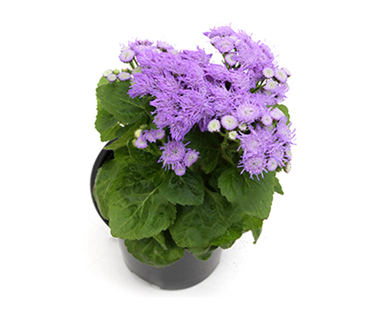 Ageratum