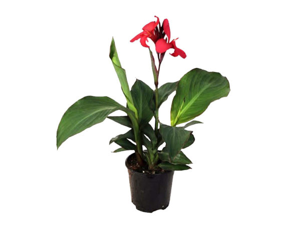 Canna Indica