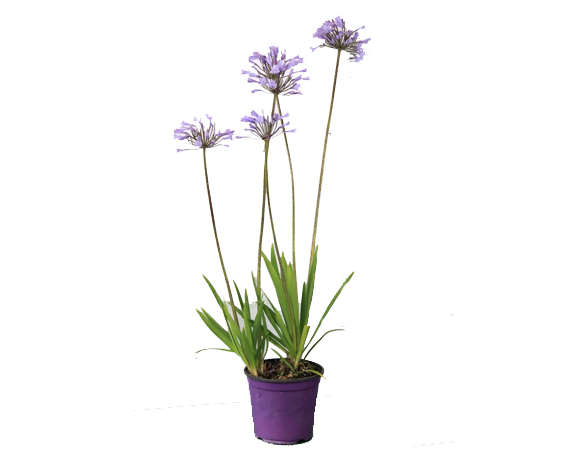 Agapanthus Africanus Blu