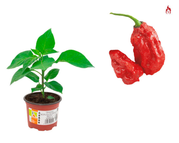 Peperoncino Naga Morich