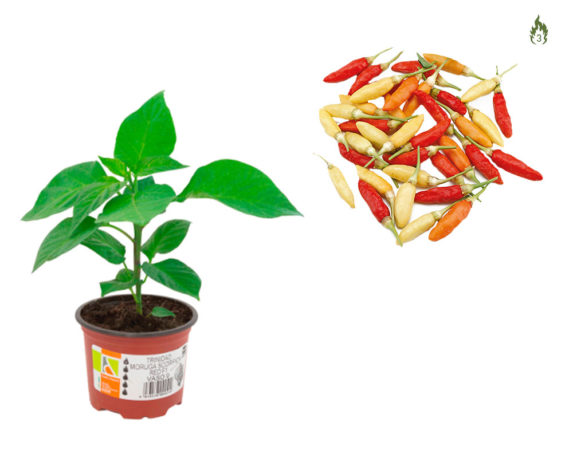 Peperoncino Innestato Tabasco