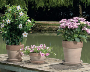 Vaso Ciotola Graffiata Terracotta Arredamenti Giardino  (19,21,23,28,33,38,43)