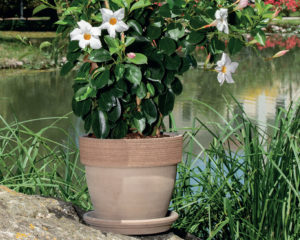 Vaso alto graffiato d31cm terracotta vulcano - FloralGarden