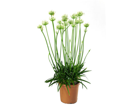 AGAPANTHUS Vaso 20 piante da esterno piante fiorite