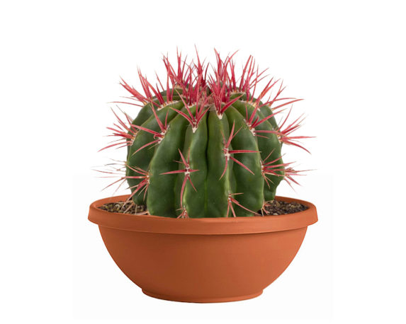 Ferocactus Stainesii