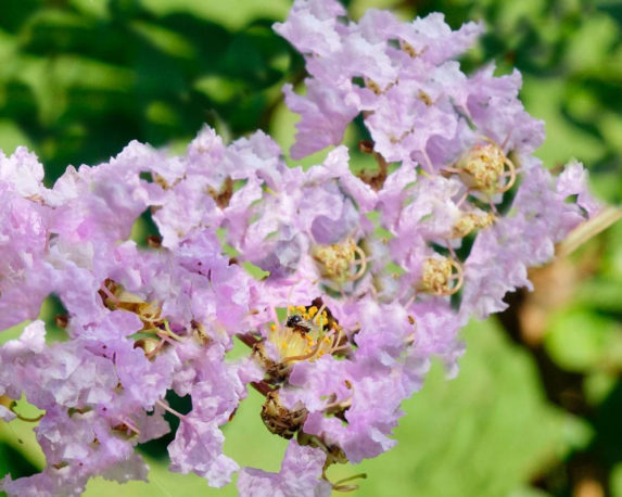 LAGERSTROEMIA INDICA VASO 24 piante da esterno piante da siepie piante fioritie