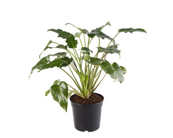 Philodendron Xanadu