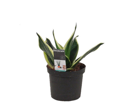 Sanseveria Hahnii