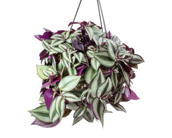 Tradescantia Zebrina In Basket