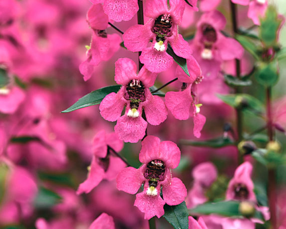 angelonia vaso 16 piante fiorite