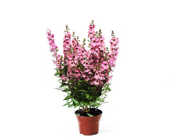 angelonia vaso 16 piante verdi