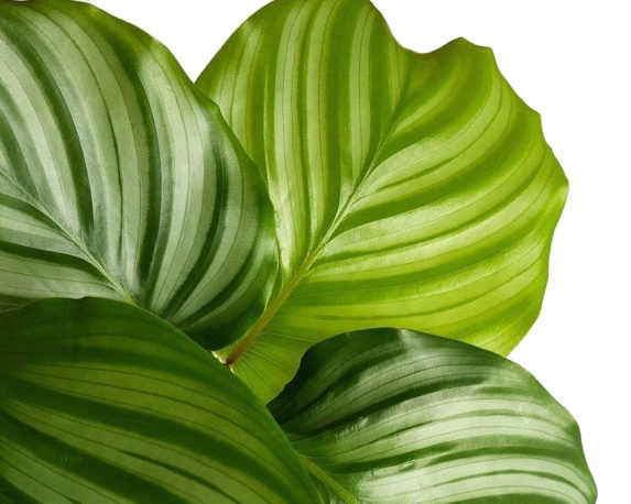 calathea orbifolia vaso 12 piante verdi da serra calda oz planten dett