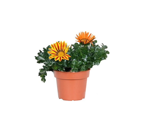 Gazania