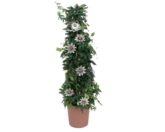 Passiflora Piramide Mix