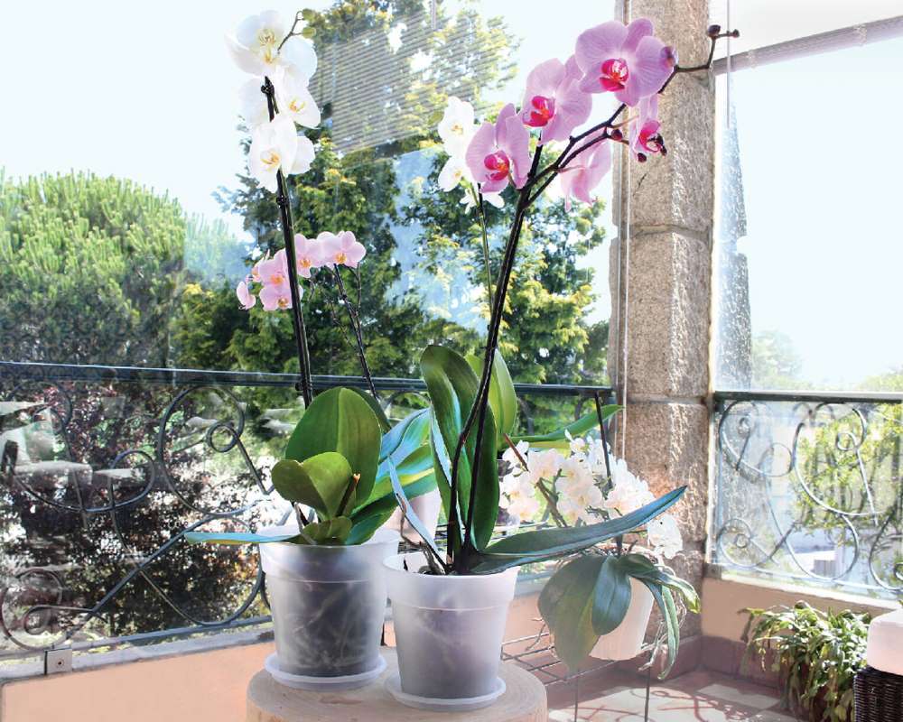 Vaso madagascar per orchidee Ø17 cm trasparente - FloralGarden