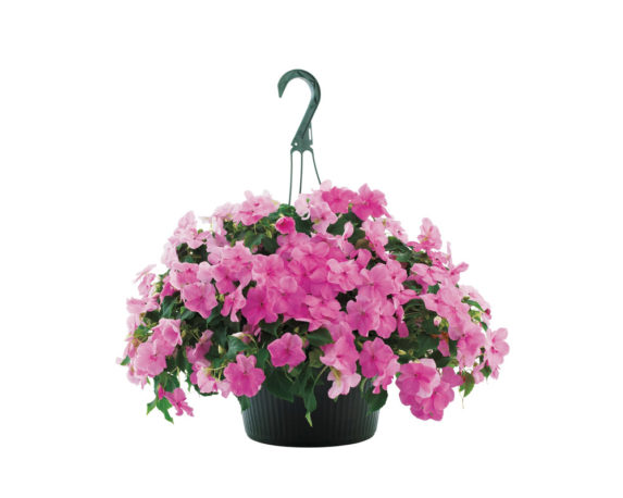 Vinca In Basket