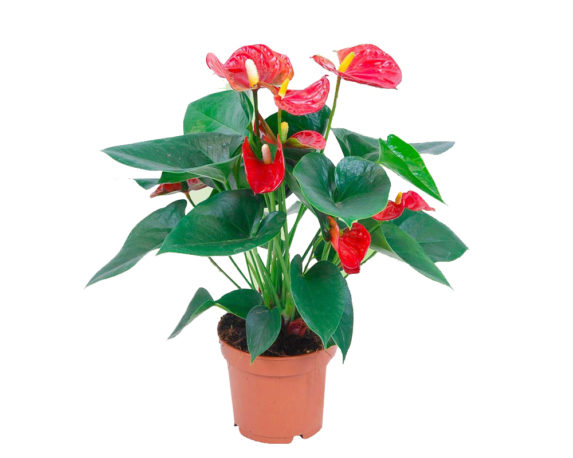 Anthurium Andreanum