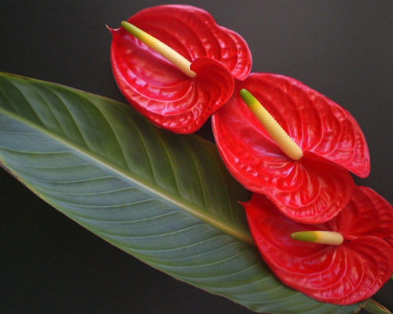 ANTHURIUM ANDREANUM vaso 24 piante fiorite piante da interno dettaglio fiore