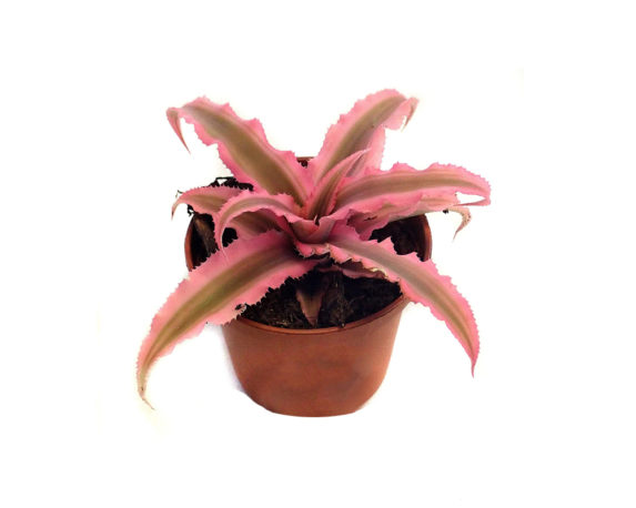 Cryptanthus