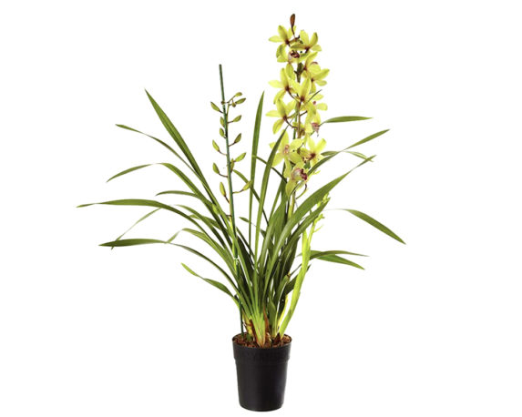 CYMBIDIUM GEMENGD MIX V14 H60 CYMGV14H60 7