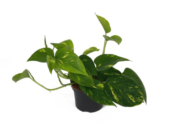 Epipremnum Aureum