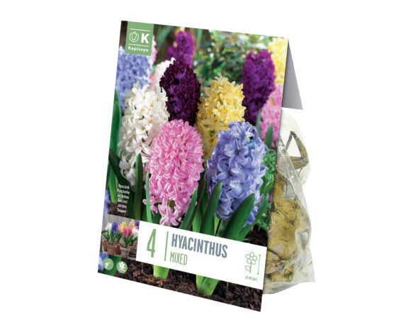 X4 Bulbo Hyacinthus Mix Color (Giacinto) – Kapiteyn