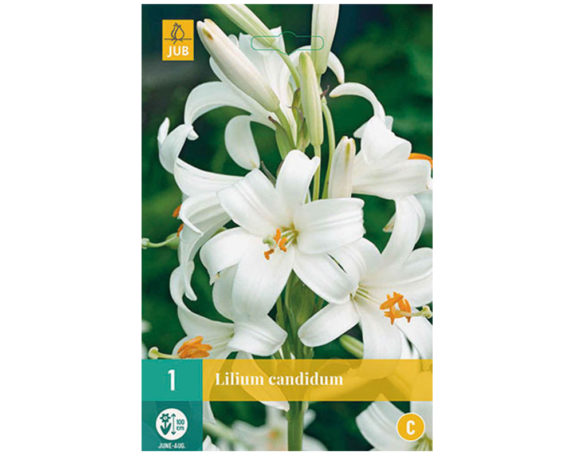 Lilium Candidum