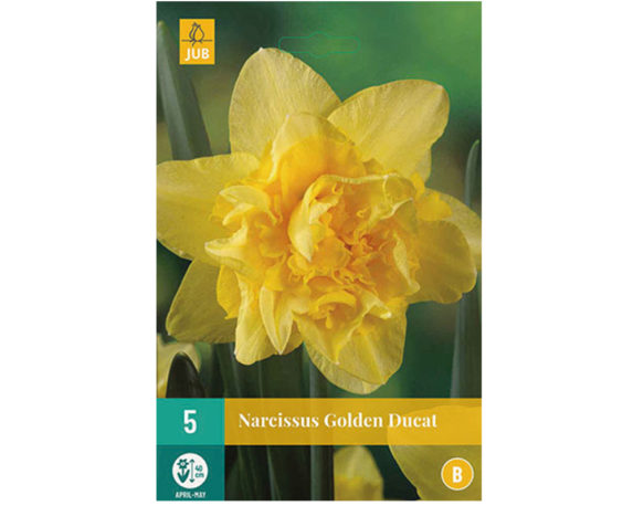 Narciso Doppio Golden Ducat