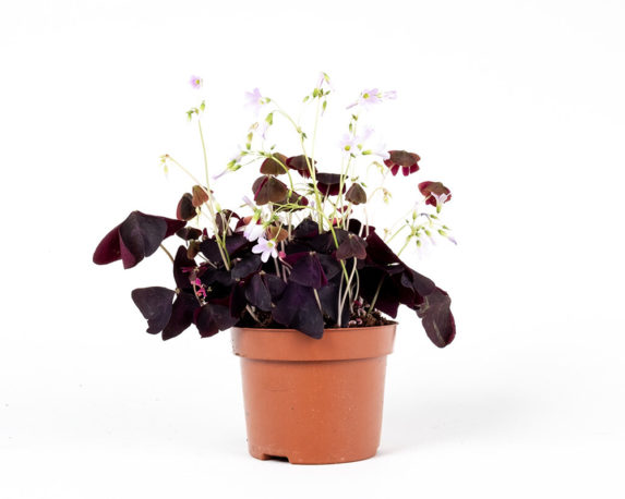 Oxalis Triangularis Mjike