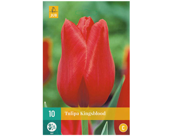 Tulipano Tardivo Rosso Kingsblood