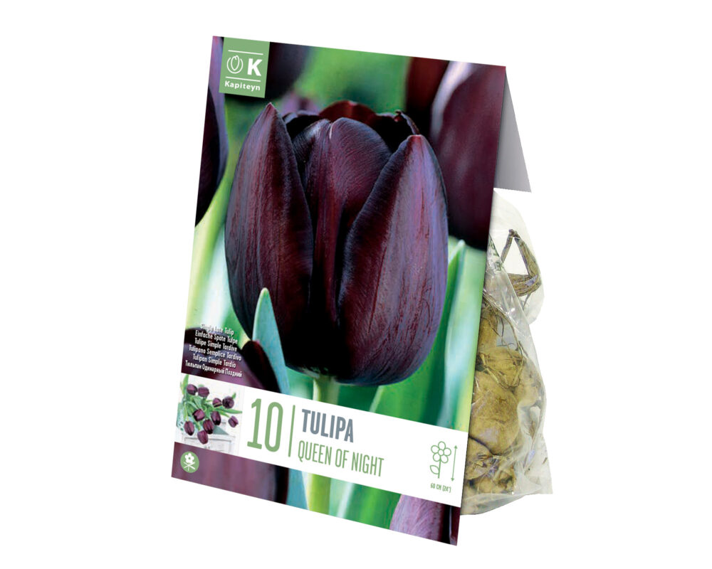 TULIPANO BULBO TULIPA QUEEN OF NIGHT X10 602320