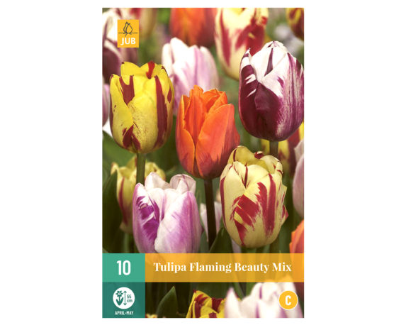 Tulipani Flaming Beauty Mix