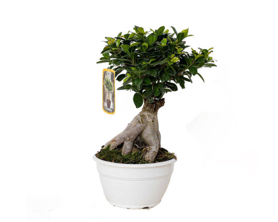 FICUS GINSENG MICROCARPA 200GR V18 FICGV17