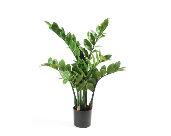 Zamioculcas Zamiifolia H60