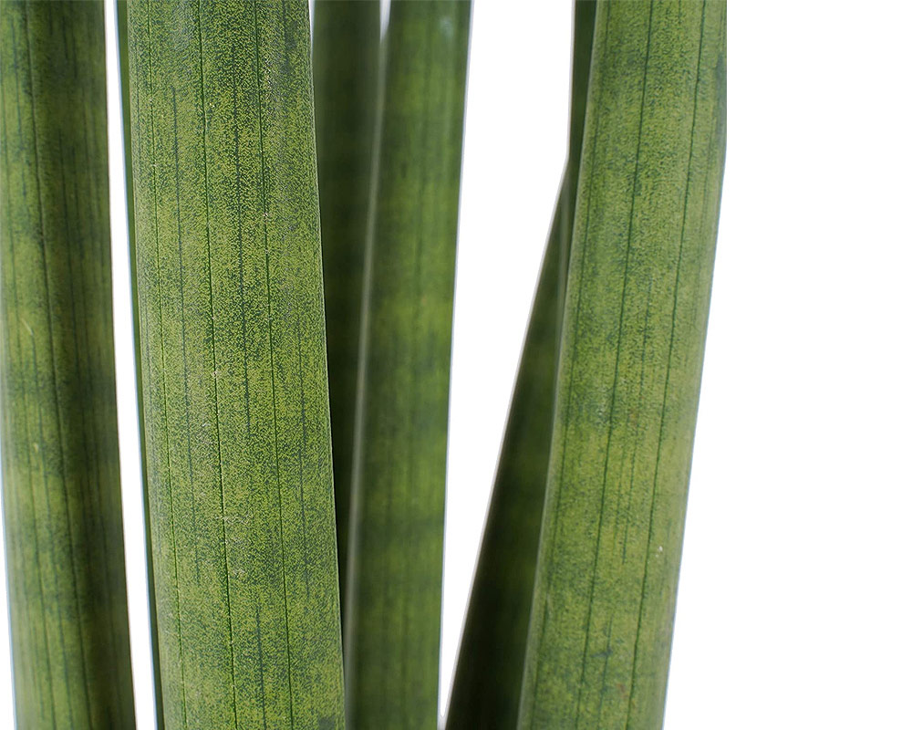 Sanseveria cylindrica h50 - FloralGarden