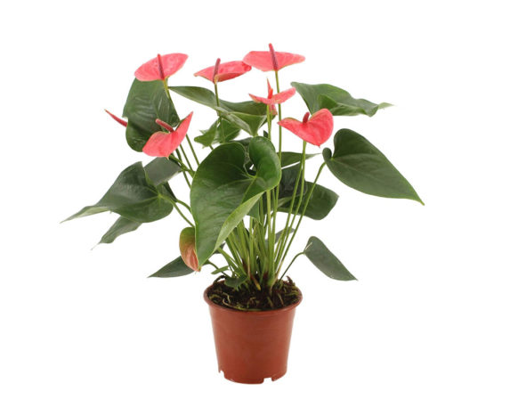 Anthurium Andreanum Mix Color