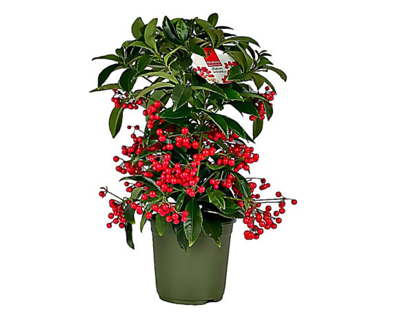 Ardisia Crenata Boss Premium H35