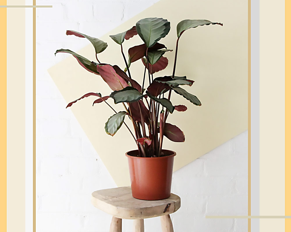 CALATHEA PICTURATA H65 V17 CLTPCTRTV17 1